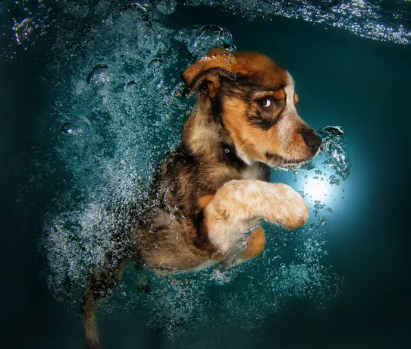 cute underwater puppy shots by seth casteel 10 pics 6