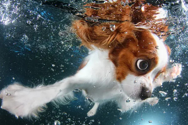 cute underwater puppy shots by seth casteel 10 pics 7