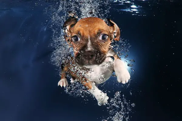 cute underwater puppy shots by seth casteel 10 pics 9