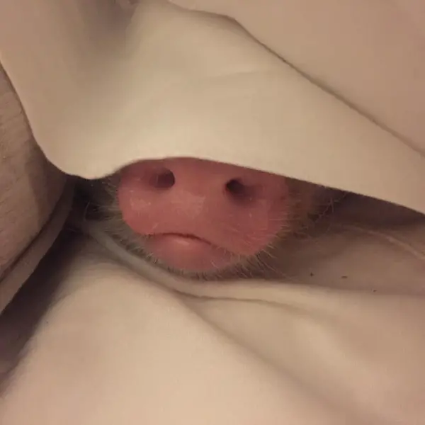 cutest oink a pig activist and a therapist 10 pictures 10
