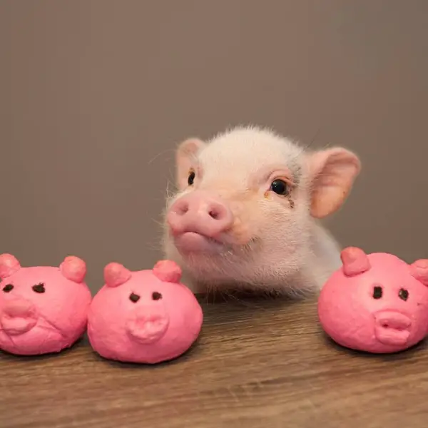 cutest oink a pig activist and a therapist 10 pictures 9