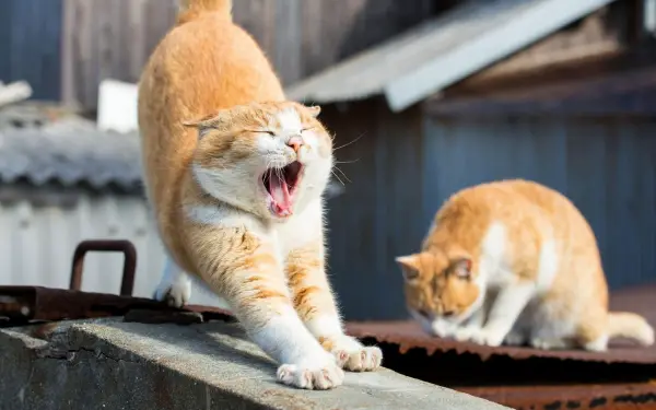 cutest stretching compilation that will definitely make you yawn 9 pictures 1 video 2
