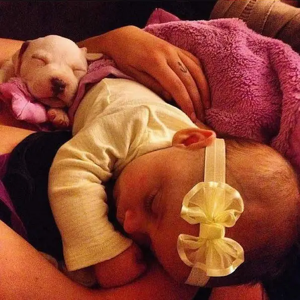 danger for the baby or most faithful companion 13 pictures 13