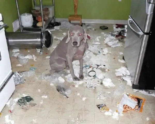 dog making mess 15