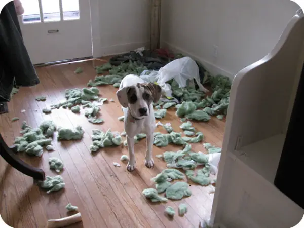 dog making mess 3