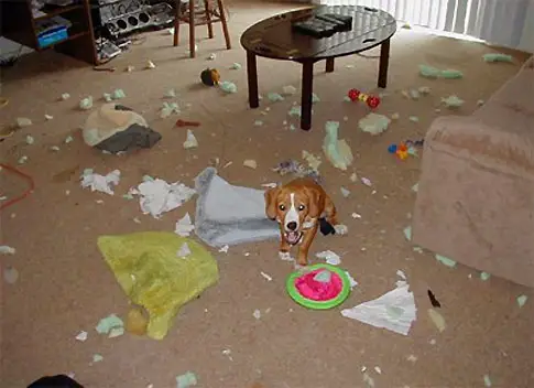 dog making mess 4