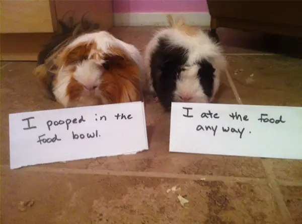 dog shaming 17 adorable partners in crime 10
