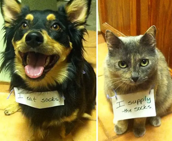 dog shaming 17 adorable partners in crime 2