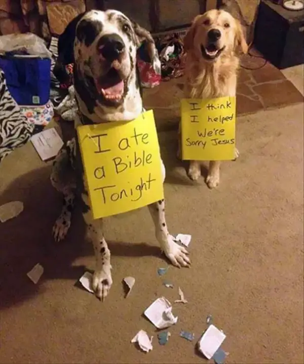 dog shaming 17 adorable partners in crime 4