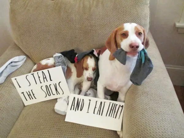 dog shaming 17 adorable partners in crime 5