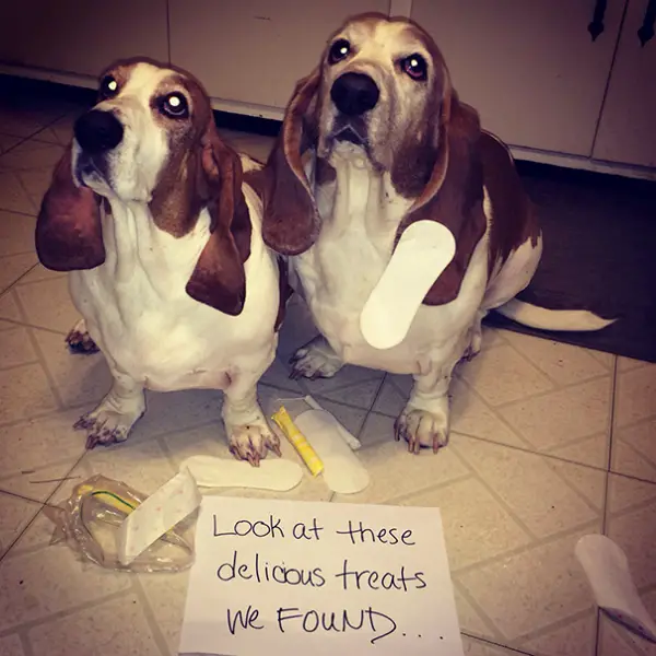 dog shaming 17 adorable partners in crime 6