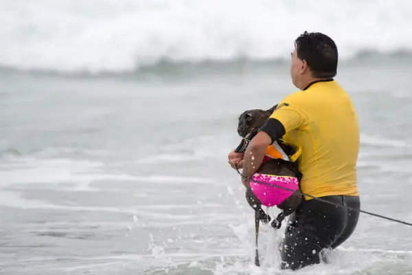 dog surfing is something you shouldnt miss 15 pics 13