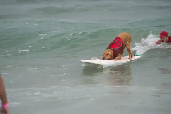dog surfing is something you shouldnt miss 15 pics 14