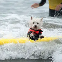dog surfing is something you shouldnt miss 15 pics 15