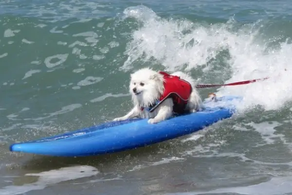 dog surfing is something you shouldnt miss 15 pics 6