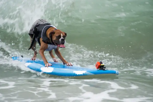 dog surfing is something you shouldnt miss 15 pics 8