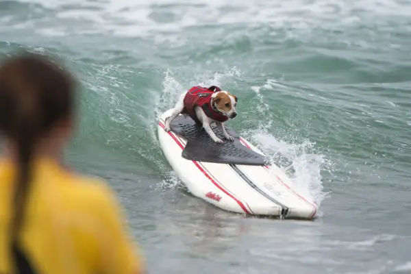 dog surfing is something you shouldnt miss 15 pics 9