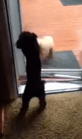 dogs against doors witness these wicked battles 12 pictures 12