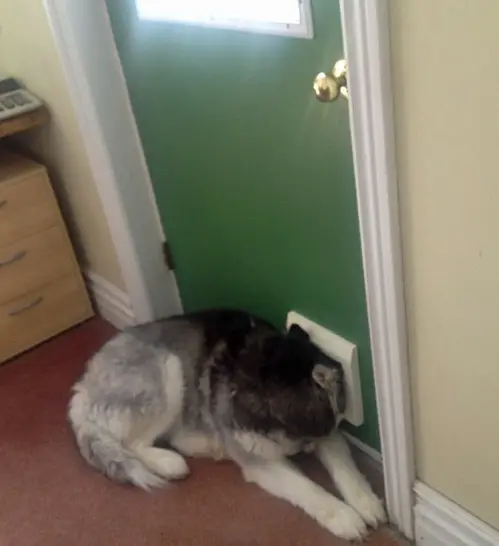dogs against doors witness these wicked battles 12 pictures 6