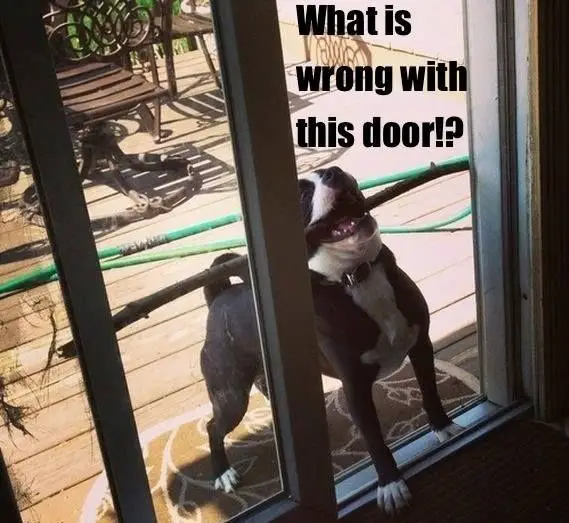 dogs against doors witness these wicked battles 12 pictures 7