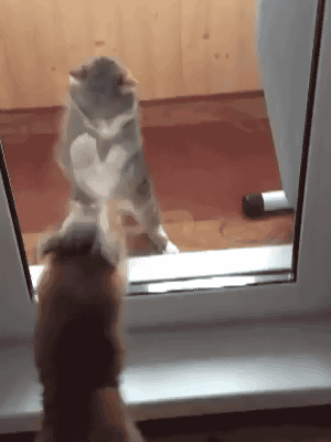 dogs against doors witness these wicked battles 12 pictures 8