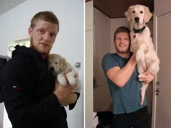 dogs and their owners  before and now  10 pictures 6