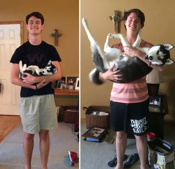 dogs and their owners  before and now  10 pictures 7