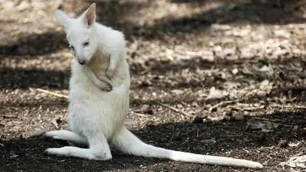 even with albinism these 13 animals are enjoying their lives to the fullest 12