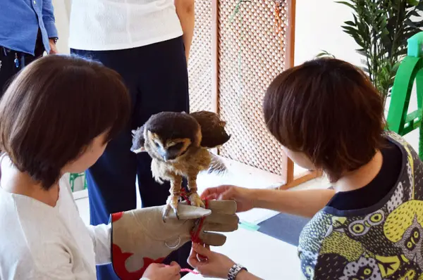 exotic animal cafes of japan 10 pictures 4