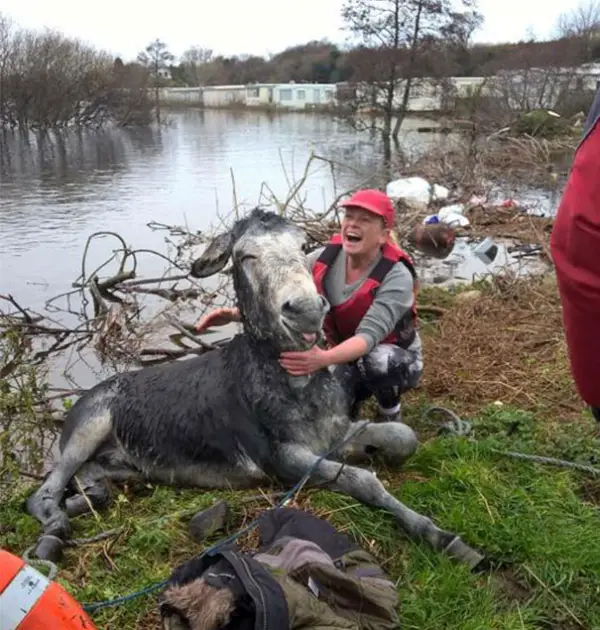 famous rescue of a smiling donkey 10 pictures 5