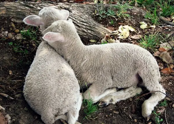 fate has brought together two lambs who have lost their moms  12 pictures 12