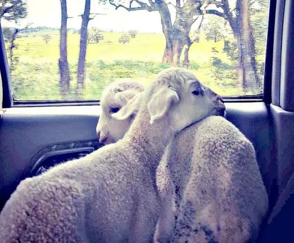 fate has brought together two lambs who have lost their moms  12 pictures 3