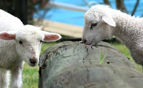 fate has brought together two lambs who have lost their moms  12 pictures 9