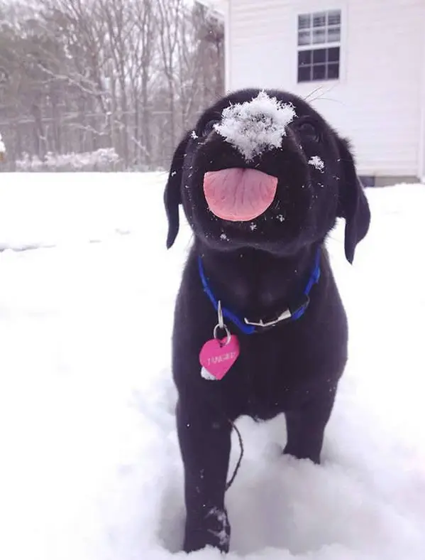 first snow and all the sweet reactions 12 pics 10
