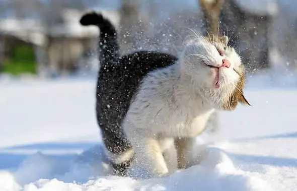 first snow and all the sweet reactions 12 pics 11