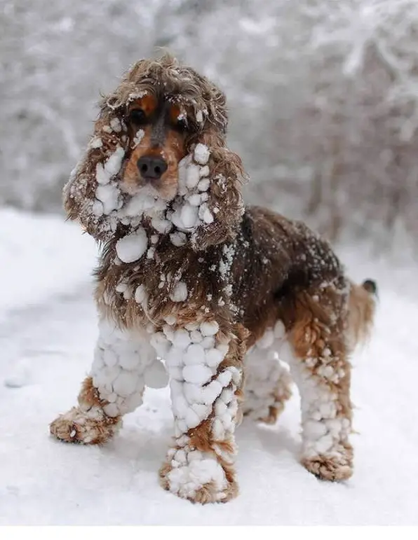 first snow and all the sweet reactions 12 pics 5