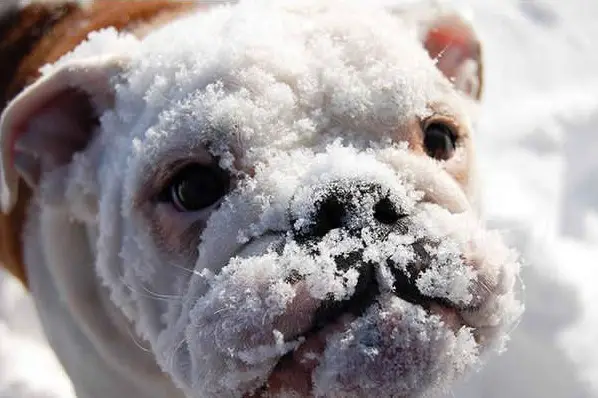 first snow and all the sweet reactions 12 pics 8