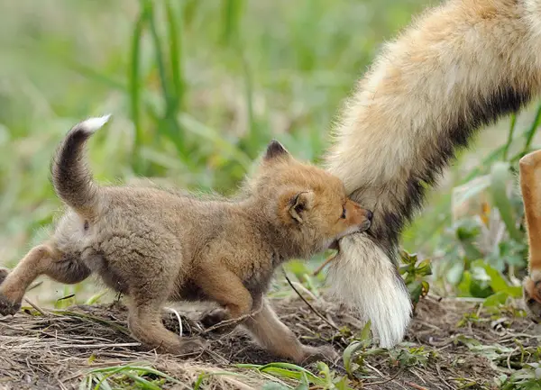 foxes and their babies furry and adorable 13 pictures 10
