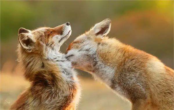 foxes and their babies furry and adorable 13 pictures 13