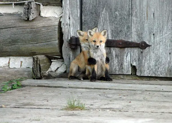 foxes and their babies furry and adorable 13 pictures 8