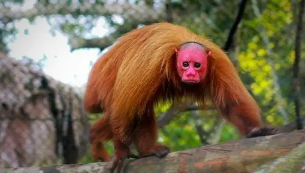 from interesting to outright bizarre 10 really weird looking animals 9