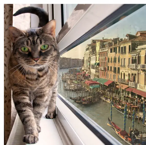 global cat mania 9 curious cat stories from all around the world 11