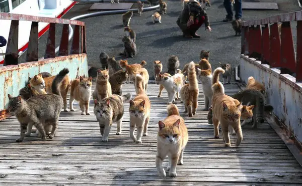 global cat mania 9 curious cat stories from all around the world 4