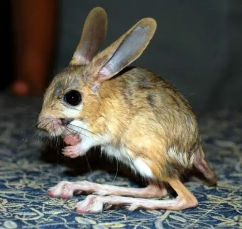 gobi jerboa unique and so sweet 10 pictures 8