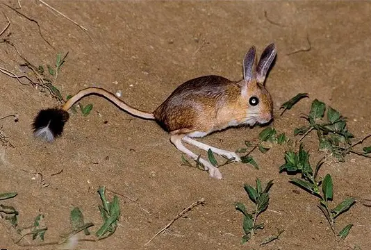 gobi jerboa unique and so sweet 10 pictures 9