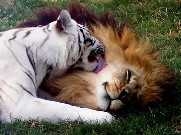 greatest love story between a white tigress and a lion 7 pictures 1
