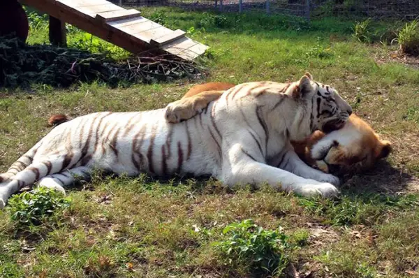greatest love story between a white tigress and a lion 7 pictures 3