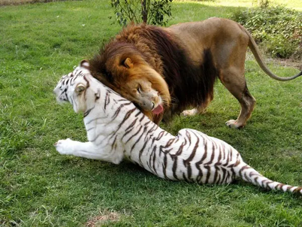 greatest love story between a white tigress and a lion 7 pictures 6