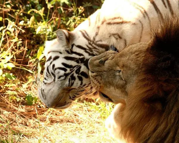 greatest love story between a white tigress and a lion 7 pictures 7