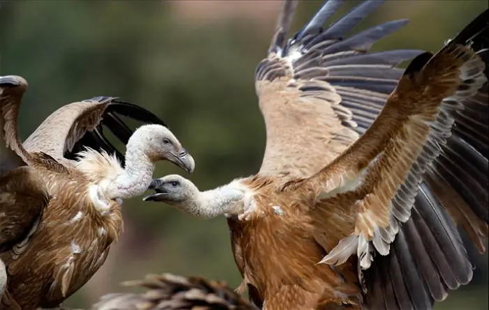 griffon vulture beautiful bird 8 pics 4